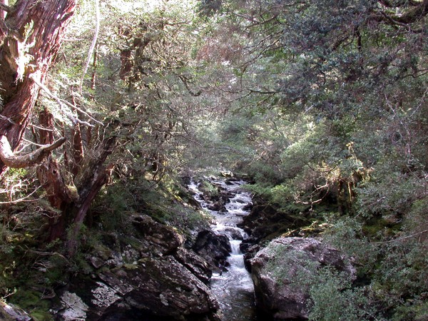 Enchanted Walk